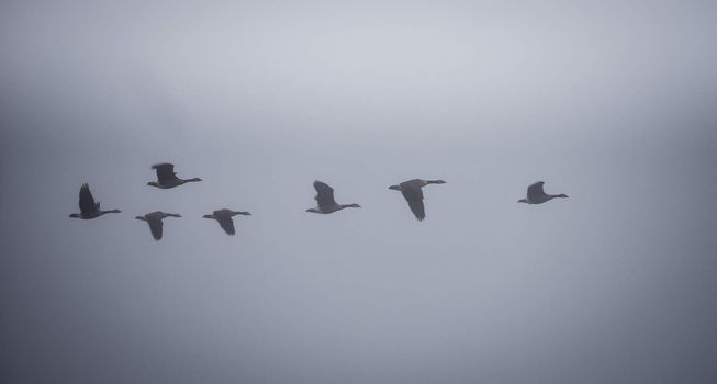 A gaggle of Canadian geese  navigating a heavy November fog and waters on their way south.