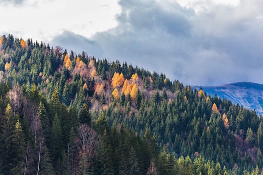 Colors of autumn on a mountain forest in the romanian Carpathians