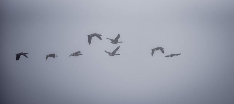 A gaggle of Canadian geese  navigating a heavy November fog and waters on their way south.