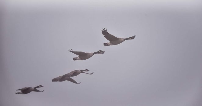 A gaggle of Canadian geese  navigating a heavy November fog and waters on their way south.