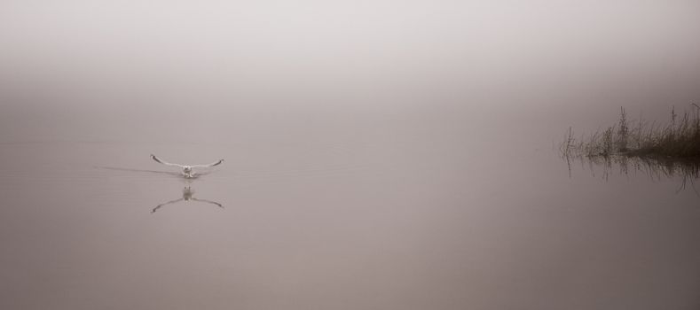 A seagull plucks a crayfish from the waters of Ottawa River, carries it to shore to eat.  Breakfast on the beach on a foggy November morning.