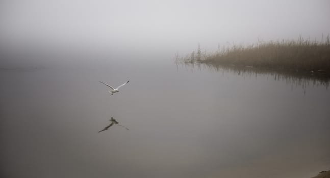 A seagull plucks a crayfish from the waters of Ottawa River, carries it to shore to eat.  Breakfast on the beach on a foggy November morning.