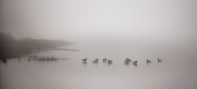 A gaggle of Canadian geese  navigating a heavy November fog and waters on their way south.