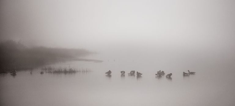 A gaggle of Canadian geese  navigating a heavy November fog and waters on their way south.