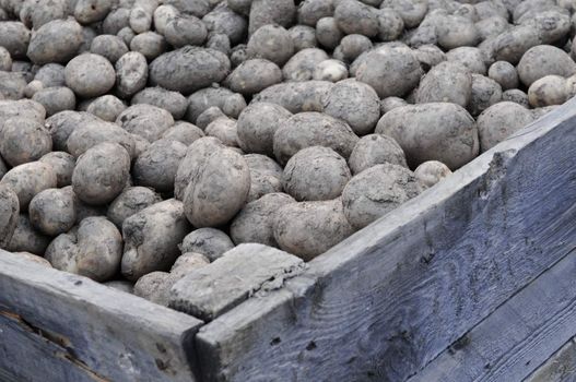 fresh harvested potatoes