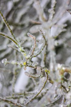 Frozen tree branches