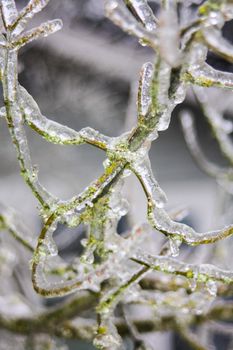 Frozen tree branches