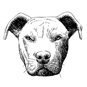 freehand sketch illustration of pitbull dog, doodle hand drawn