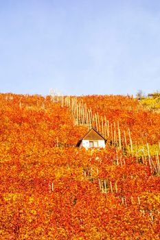 Vineyard in autumn - wine-growing cabin of vintner between grapevines at hillside with golden brown red yellow leaves