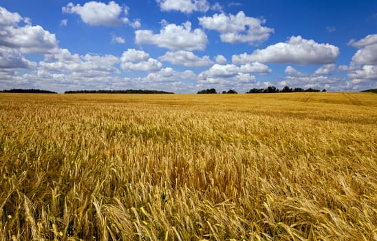  an agricultural field on which grow up wheat