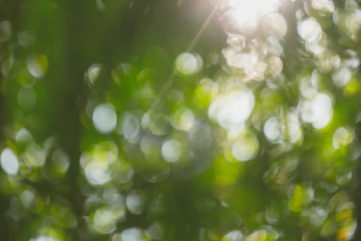 abstract natural blur background, defocused leaves, bokeh, nature background