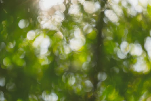 abstract natural blur background, defocused leaves, bokeh, nature background