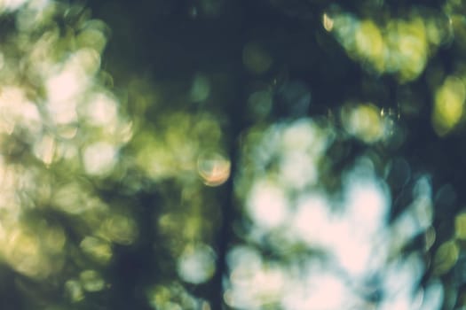 abstract natural blur background, defocused leaves, bokeh, nature background