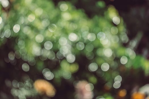 abstract natural blur background, defocused leaves, bokeh, nature background