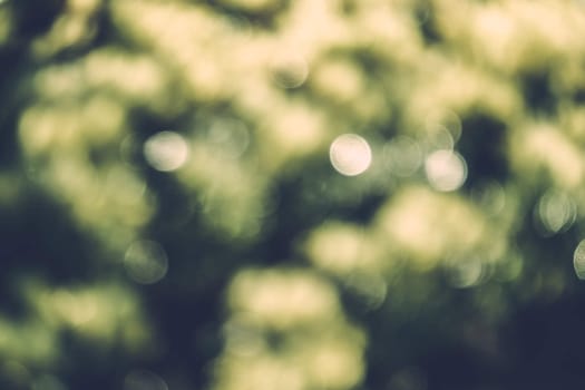 abstract natural blur background, defocused leaves, bokeh, nature background