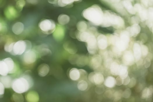 abstract natural blur background, defocused leaves, bokeh, nature background