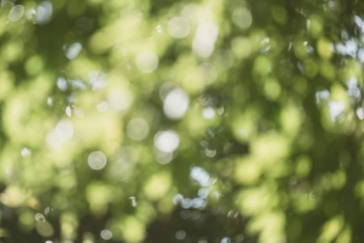 abstract natural blur background, defocused leaves, bokeh, nature background