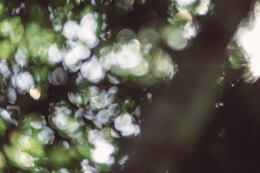 abstract natural blur background, defocused leaves, bokeh, nature background