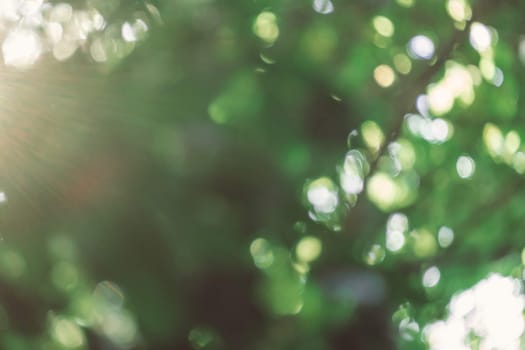 abstract natural blur background, defocused leaves, bokeh, nature background