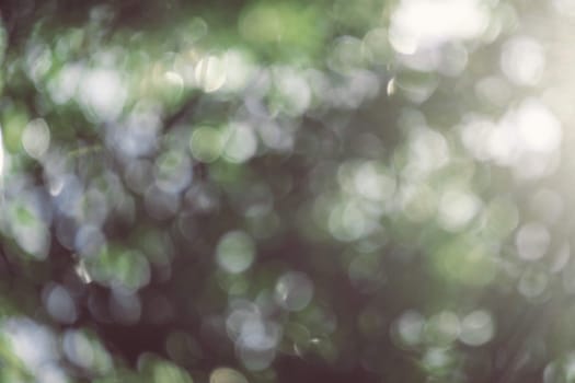 abstract natural blur background, defocused leaves, bokeh, nature background