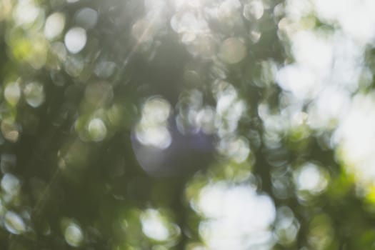 abstract natural blur background, defocused leaves, bokeh, nature background