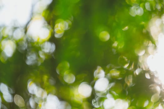 abstract natural blur background, defocused leaves, bokeh, nature background