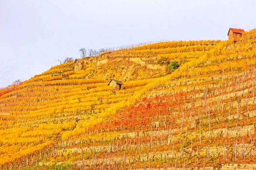 Vineyard in autumn - wine-growing cabins of vintners between grapevines at hillside with golden brown yellow leaves