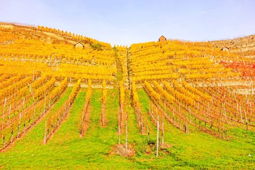 Vineyard in autumn - wine-growing cabins of vintners between grapevines at hillside with golden brown yellow leaves