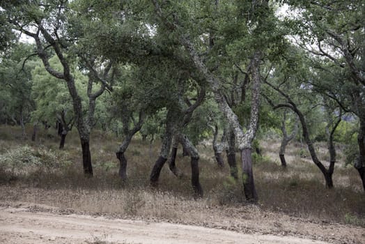 forest of cork trees in alentejo portugal