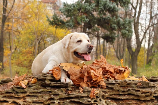 a nice yellow labrador in the park in autumn