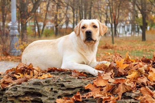 nice yellow labrador in the park in autumn