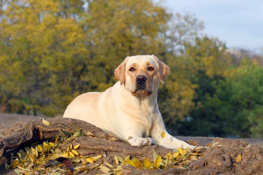 the nice yellow labrador in the park in autumn