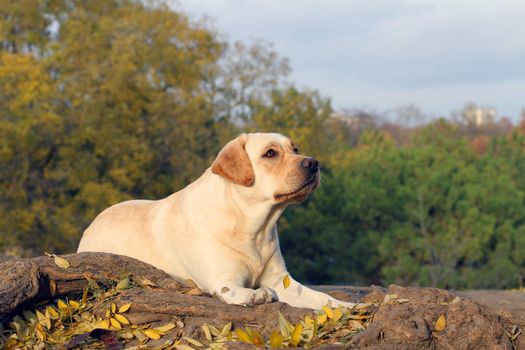 the cute nice yellow labrador in the park in autumn