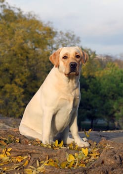 a cute nice yellow labrador in the park in autumn