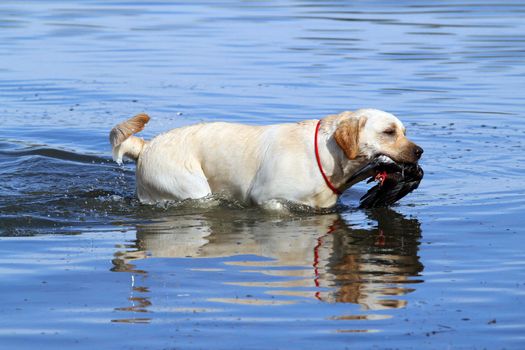 yellow Labrador retriever dashes back to the hunter after retrieving a duck