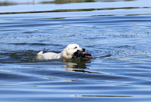 a nice hunting yellow Labrador retriever dashes back to the hunter after retrieving a duck