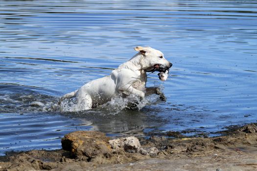 nice hunting yellow Labrador retriever dashes back to the hunter after retrieving a duck