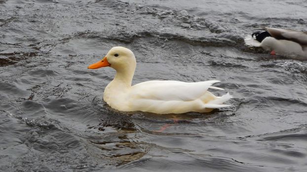 albino duck swims in the lake flock of Gatchina Park, Russia.