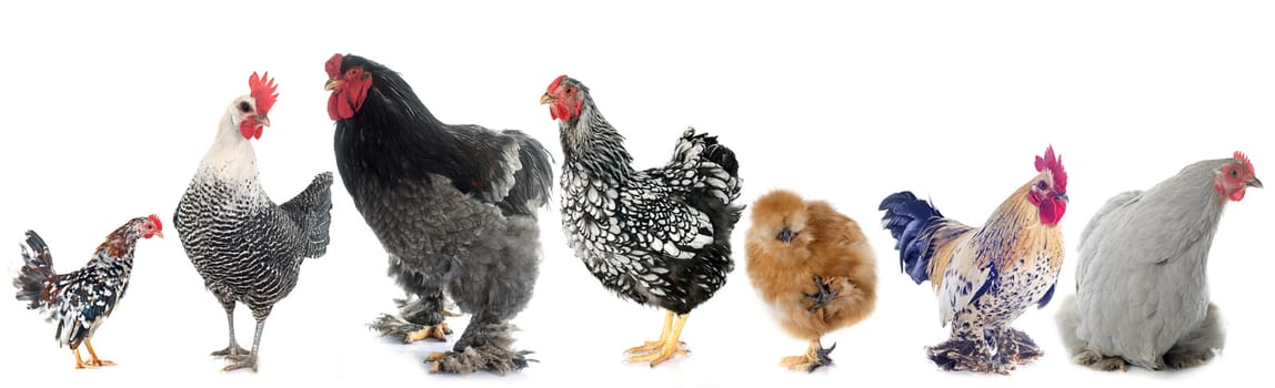 group of chicken in front of white background
