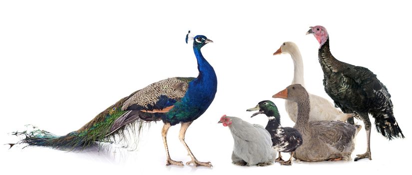 group of poultry in front of white background