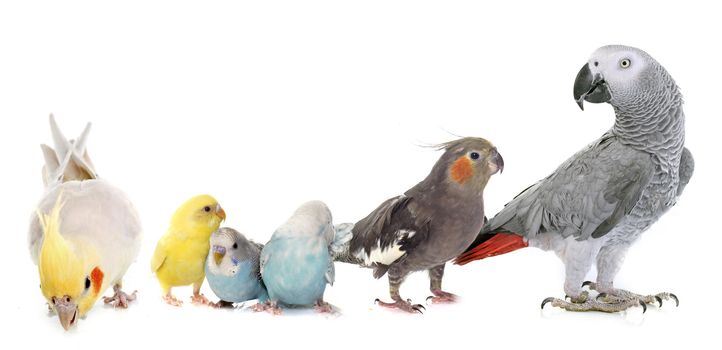 common pet parakeet, African Grey Parrot and Cockatielin front of white background