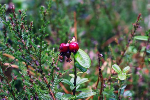 Cowberry. Bushes of ripe forest berries. Selective focus