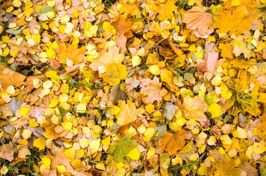 Above view of autumnal yellow leaves on the land