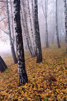Autumn birch forest. October