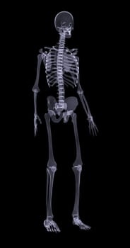 Human skeleton standing on black background, side view