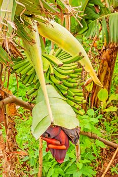 Banana blossom with green yellow fruits on a plantation, Madeira