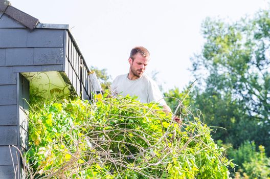 Gardeners on the ladder at work.