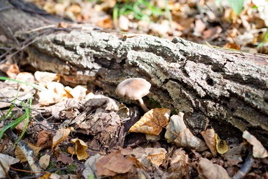 Brown mushroom on a tree trunk in a autumn forest

