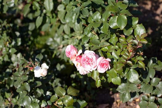 Several pink roses on a green bush
