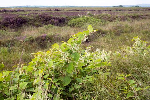 japanese knotweed in an irish bog in kerry